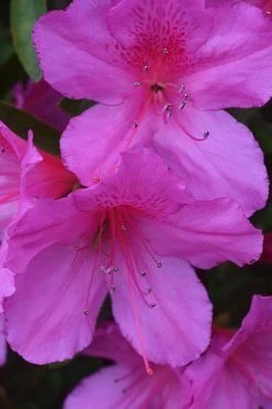 Formosa Southern Indica Azalea - 1 Gallon Pot -Garden & Outdoor Sale Shop Azalea Formosa 500x750 1