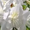 Mrs. G.G. Gerbing White Southern Indica Azalea - 7 Gallon Pot -Garden & Outdoor Sale Shop Azalea G G Gerbing 500x750 2