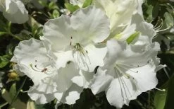 Girard's Pleasant White Azalea - 1 Gallon Pot -Garden & Outdoor Sale Shop Azalea Girards Pleasant White