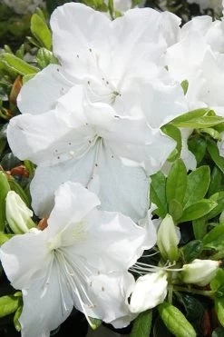 Girard's Pleasant White Azalea - 1 Gallon Pot -Garden & Outdoor Sale Shop Azalea Girards Pleasant White 500x750 1