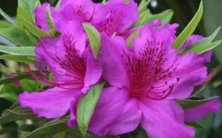 Herbert Azalea - 6 Pack Of 1 Gallon Pots 10 Herbert Azalea - 6 Pack Of 1 Gallon Pots -Garden & Outdoor Sale Shop Azalea Herbert