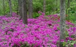 Herbert Azalea - 6 Pack Of 1 Gallon Pots 11 Herbert Azalea - 6 Pack Of 1 Gallon Pots -Garden & Outdoor Sale Shop Azalea Herbert 5