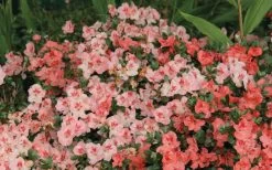 Hilda Niblett Azalea - 1 Gallon Pot -Garden & Outdoor Sale Shop Azalea Hilda Niblet Flowers 2 1