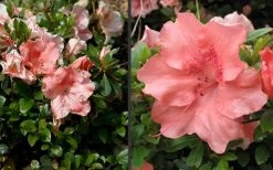 Hilda Niblett Azalea - 2 Gallon Pot -Garden & Outdoor Sale Shop Azalea Hilda Niblet Flowers 4