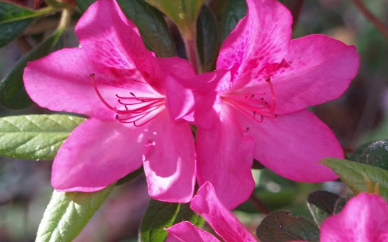 Judge Solomon Southern Indica Azalea - 1 Gallon Pot 5 Judge Solomon Southern Indica Azalea - 1 Gallon Pot - Image 3