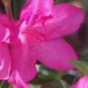 Judge Solomon Southern Indica Azalea - 3 Gallon Pot -Garden & Outdoor Sale Shop Azalea Judge Solomon 500x750 1