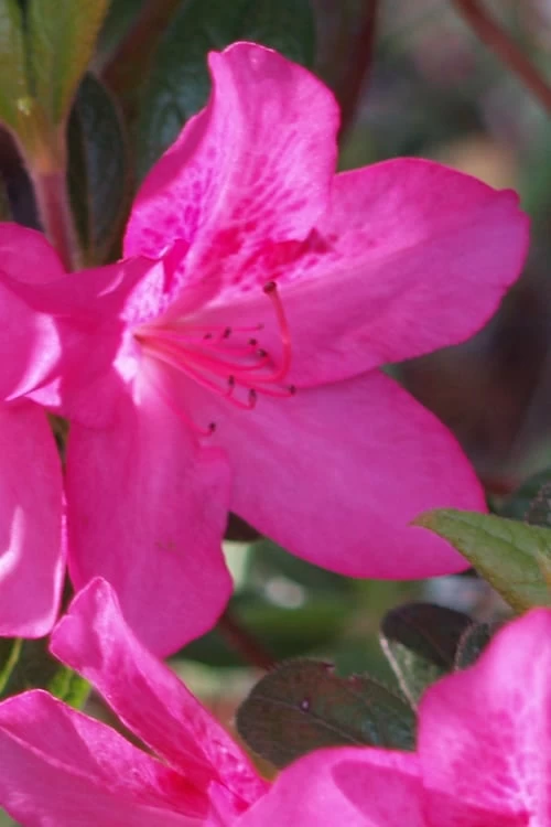 Judge Solomon Southern Indica Azalea - 1 Gallon Pot 3 Judge Solomon Southern Indica Azalea - 1 Gallon Pot