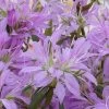 Koromo Shikibu Purple Spider Azalea - 1 Gallon Pot -Garden & Outdoor Sale Shop Azalea Koromo Shikibu 1