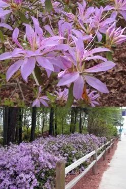 Koromo Shikibu Purple Spider Azalea - 1 Gallon Pot 8 Koromo Shikibu Purple Spider Azalea - 1 Gallon Pot -Garden & Outdoor Sale Shop Azalea Koromo Shikibu 9