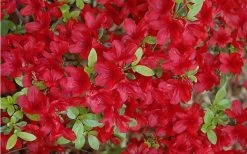 Midnight Flare Azalea - 2 Gallon Pot 15 Midnight Flare Azalea - 2 Gallon Pot -Garden & Outdoor Sale Shop Azalea Midnight Flare 1
