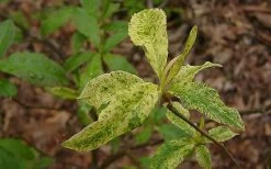 Dons Variegated Native Azalea - Rhododendron - 3 Gallon Pot -Garden & Outdoor Sale Shop Azalea Native Dons Variegated 3