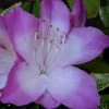 Nuccio's Voodoo Azalea - 1 Gallon Pot -Garden & Outdoor Sale Shop Azalea Nuccios Voodoo 2