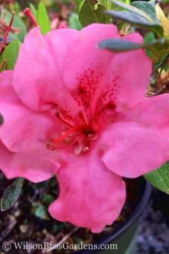 Pink Explosion Bloom 'N Again Azalea - 2 Gallon Pot -Garden & Outdoor Sale Shop Azalea Pink Explosion Bloom N Again 20