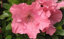 Gumpo Pink Dwarf Azalea - 2 Gallon Pot 9 Gumpo Pink Dwarf Azalea - 2 Gallon Pot -Garden & Outdoor Sale Shop Azalea Pink Gumpo 1