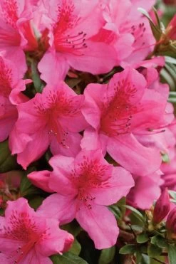 Pride Of Mobile Azalea - 1 Gallon Pot -Garden & Outdoor Sale Shop Azalea Pride Of Mobile 500x750 1