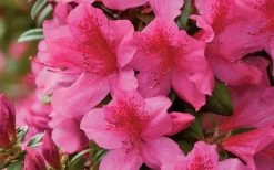 Pride Of Mobile Azalea - 1 Gallon Pot -Garden & Outdoor Sale Shop Azalea Pride of Mobile 15
