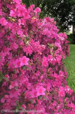 Pride Of Mobile Azalea - 1 Gallon Pot -Garden & Outdoor Sale Shop Azalea Pride of Mobile 21