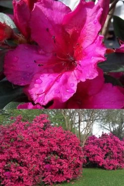 Red Formosa Azalea - 1 Gallon Pot 10 Red Formosa Azalea - 1 Gallon Pot -Garden & Outdoor Sale Shop Azalea Red Formosa 1 500x750 1