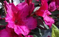 Red Formosa Azalea - 1 Gallon Pot 11 Red Formosa Azalea - 1 Gallon Pot -Garden & Outdoor Sale Shop Azalea Red Formosa