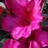 Red Formosa Azalea - 1 Gallon Pot -Garden & Outdoor Sale Shop Azalea Red Formosa 5