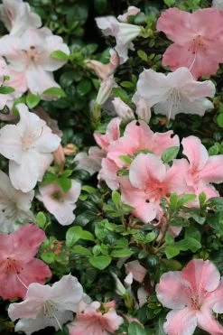 Sir Robert Dwarf Azalea - 1 Gallon Pot -Garden & Outdoor Sale Shop Azalea Sir Robert 12 2