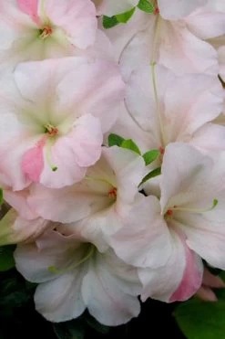 Sir Robert Dwarf Azalea - 1 Gallon Pot -Garden & Outdoor Sale Shop Azalea Sir Robert 20 2