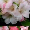 Sir Robert Dwarf Azalea - 1 Gallon Pot -Garden & Outdoor Sale Shop Azalea Sir Robert 3 500x750 3