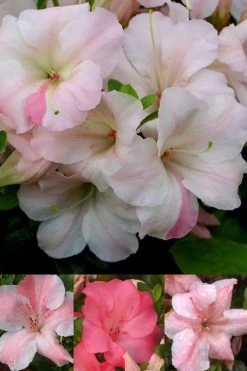 Sir Robert Dwarf Azalea - 1 Gallon Pot