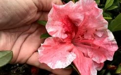 Tama No Hada Azalea - 1 Gallon Pot -Garden & Outdoor Sale Shop Azalea Tama No Hada Closeup