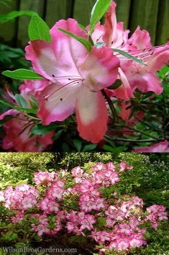 Vibrant Azalea (Harris Hybrid) - 6 Pack Of 1 Gallon Pots 9 Vibrant Azalea (Harris Hybrid) - 6 Pack Of 1 Gallon Pots -Garden & Outdoor Sale Shop Azalea Vibrant 2