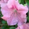 Watchet Dwarf Pink Azalea - 1 Gallon Pot -Garden & Outdoor Sale Shop Azalea Watchet 2