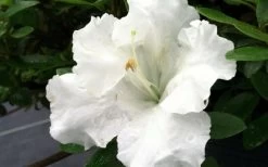 Gumpo White Dwarf Azalea - 1 Gallon Pot 9 Gumpo White Dwarf Azalea - 1 Gallon Pot -Garden & Outdoor Sale Shop Azalea White Gumpo