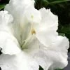 Gumpo White Dwarf Azalea - 1 Gallon Pot -Garden & Outdoor Sale Shop Azalea White Gumpo 500x750 1