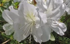 Mrs. G.G. Gerbing White Southern Indica Azalea - 7 Gallon Pot -Garden & Outdoor Sale Shop Azlea GG Gerbing Flower 1