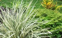 Aztec Grass (Liriope Muscari) - 10 Pack Of Pint Pots -Garden & Outdoor Sale Shop Aztec Grass Liriope
