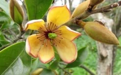 Banana Shrub - 1 Gallon Pot 12 Banana Shrub - 1 Gallon Pot -Garden & Outdoor Sale Shop Banana Shrub Flower Closeup