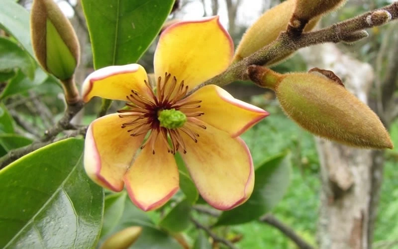 Banana Shrub - 1 Gallon Pot 6 Banana Shrub - 1 Gallon Pot - Image 4