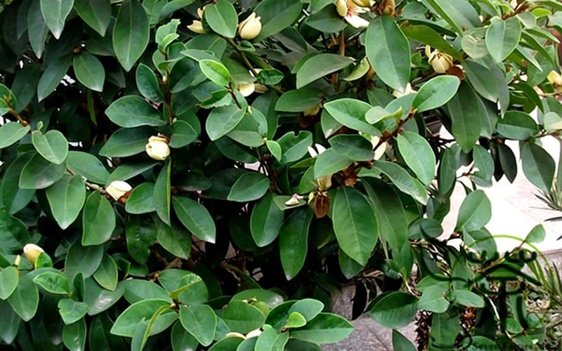 Banana Shrub - 1 Gallon Pot 9 Banana Shrub - 1 Gallon Pot - Image 7