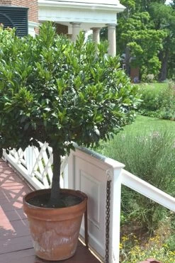Bay Laurel (Sweet Bay) - Laurus Nobilis - 1 Gallon Pot -Garden & Outdoor Sale Shop Bay Laurel 10