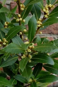 Bay Laurel (Sweet Bay) - Laurus Nobilis - 1 Gallon Pot -Garden & Outdoor Sale Shop Bay Laurel 2