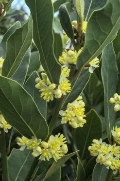 Bay Laurel (Sweet Bay) - Laurus Nobilis - 1 Gallon Pot -Garden & Outdoor Sale Shop Bay Laurel 3