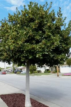 Bay Laurel (Sweet Bay) - Laurus Nobilis - 1 Gallon Pot -Garden & Outdoor Sale Shop Bay Laurel 5