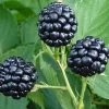 Natchez Thornless Blackberry - 1 Gallon Pot -Garden & Outdoor Sale Shop Blackberry Natchez BS