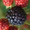 Osage Thornless Blackberry - 6 Pack Of 1 Gallon Pots 2 Osage Thornless Blackberry - 6 Pack Of 1 Gallon Pots -Garden & Outdoor Sale Shop Blackberry Osage 1 1