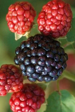 Osage Thornless Blackberry - 1 Gallon Pot