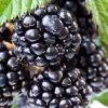 Ouachita Thornless Blackberry - 6 Pack Of 1 Gallon Pots