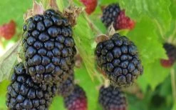 Triple Crown Thornless Blackberry Plant - 1 Gallon Pot -Garden & Outdoor Sale Shop Blackberry Triple Crown 1