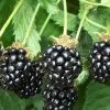 Triple Crown Thornless Blackberry Plant - 3 Gallon Pot 1 Triple Crown Thornless Blackberry Plant - 3 Gallon Pot -Garden & Outdoor Sale Shop Blackberry Triple Crown 500x750 1