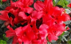 Fireside Red Bloom 'N Again Azalea - 2 Gallon Pot -Garden & Outdoor Sale Shop Bloom N Again Azalea Fireside Red