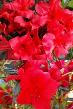 Fireside Red Bloom 'N Again Azalea - 2 Gallon Pot -Garden & Outdoor Sale Shop Bloom N Again Fireside Red 1 500x750 1